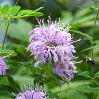 Violett Bergamot Blumensamen zur Aussaat – robust Sorte – Traditionssorte & ohne Gentechnik Samen Hausgarten