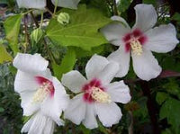 Weiß Sharon Rose Blumensamen zur Aussaat – farbenfroh Schau – Traditionssorte & ohne Gentechnik Samen Hausgarten