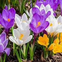 Gemischt Crocus Blumensamen zur Aussaat Garten beliebt Traditionssorte & ohne Gentechnik Samen Hausgarten