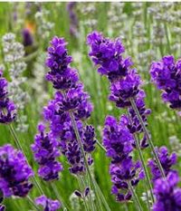 Lavendel Beebal Blumensamen zur Aussaat – ideal Rabatten – Traditionssorte & ohne Gentechnik Samen Hausgarten