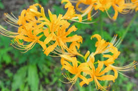 Gelb Higanbana Blumensamen zur Aussaat leuchtend Blüten Traditionssorte & ohne Gentechnik Samen Hausgarten