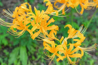 Gelb Higanbana Blumensamen zur Aussaat leuchtend Blüten Traditionssorte & ohne Gentechnik Samen Hausgarten