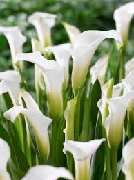Weiß Calla Lilie Blumensamen zur Aussaat – farbenfroh Schau – Traditionssorte & ohne Gentechnik Samen Hausgarten