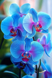 Sky blau phalaenopsis orchid blume samen for vibrant indoor blooms