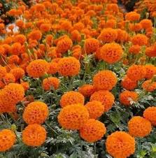 Orange Wicke Blumensamen zur Aussaat farbenfroh Schau Traditionssorte & ohne Gentechnik Samen Hausgarten