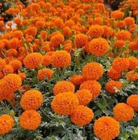 Orange Wicke Blumensamen zur Aussaat farbenfroh Schau Traditionssorte & ohne Gentechnik Samen Hausgarten