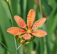 Belamcand Blumensamen zur Aussaat robust Sorte Traditionssorte & ohne Gentechnik Samen Hausgarten