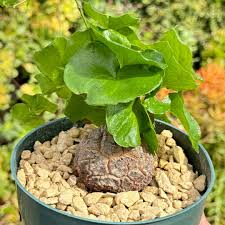 Dioscorea Elephantipes Yam Blumensamen zur Aussaat – Drought verträglich – Traditionssorte & ohne Gentechnik Samen Hausgarten