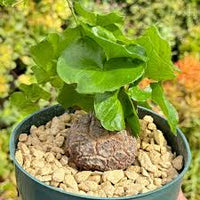 Dioscorea Elephantipes Yam Blumensamen zur Aussaat – Drought verträglich – Traditionssorte & ohne Gentechnik Samen Hausgarten