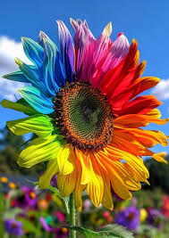 Rainbow Sonnenblume Samen zur Aussaat verschönert Garten