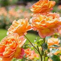 Pfirsichfarben Rose Blumensamen zur Aussaat Drought verträglich Traditionssorte & ohne Gentechnik Samen Hausgarten