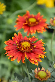 Gelb Rot Arizona Blumensamen zur Aussaat kompakt Wuchs Traditionssorte & ohne Gentechnik Samen Hausgarten