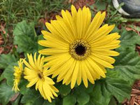 hell Gelb Bellis Perennis Blumensamen zur Aussaat farbenfroh Schau Traditionssorte & ohne Gentechnik Samen Hausgarten