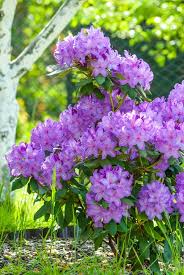 Violett Rhododendron Blumensamen – hochwertige Qualitäts- Traditionssorte & ohne Gentechnik Samen Hausgarten