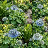 Blau Masterwort Blumensamen zur Aussaat – Wildblume Mischung – Traditionssorte & ohne Gentechnik Samen Hausgarten