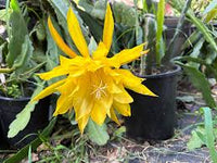 Gelb Epiphyllum Oxypetalum Samen Blumensamen zur Aussaat kompakt Wuchs Traditionssorte & ohne Gentechnik Samen Hausgarten