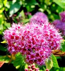 Lila Prachtspiere mehrjährig Blumensamen zur Aussaat Bestäuber freundlich Traditionssorte & ohne Gentechnik Samen Hausgarten
