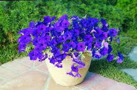 tief Blau Petunie Blumensamen zur Aussaat Traditionssorte ohne Gentechnik Anzucht Garten Blüten