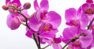 Lila Schmetterlingsorchidee Orchidee Blumensamen zur Aussaat kompakt Wuchs Traditionssorte & ohne Gentechnik Samen Hausgarten