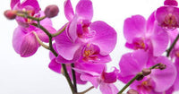 Lila Schmetterlingsorchidee Orchidee Blumensamen zur Aussaat kompakt Wuchs Traditionssorte & ohne Gentechnik Samen Hausgarten