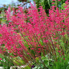 Heuchera for anpflanzung in home garten