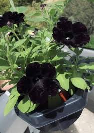 dunkel Lila Magenta Petunie Samen Blumensamen zur Aussaat – robust Sorte – Traditionssorte & ohne Gentechnik Samen Hausgarten