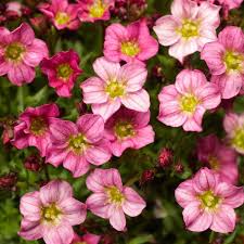 hell Rosa Saxifraga Blumensamen zur Aussaat – lang Blüte Saison – Traditionssorte & ohne Gentechnik Samen Hausgarten