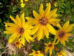 Gelb Bidens Sunshine Blumensamen zur Aussaat – leuchtend – Traditionssorte & ohne Gentechnik Samen Hausgarten
