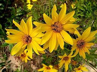 Gelb Bidens Sunshine Blumensamen zur Aussaat – leuchtend – Traditionssorte & ohne Gentechnik Samen Hausgarten