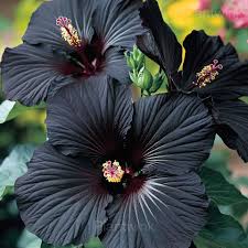 Schwarz Hibiskus Blumensamen zur Aussaat – Traditionssorte ohne Gentechnik biologisch Garten Samen Keimung