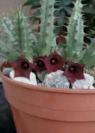 Huernia Keniensis Blumensamen zur Aussaat – kompakt Wuchs – Traditionssorte & ohne Gentechnik Samen Hausgarten