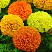 Gemischt African Studentenblume Blumensamen zur Aussaat – sonnenliebend – Traditionssorte & ohne Gentechnik Samen Hausgarten