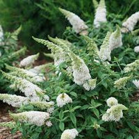 Weiß Sommerflieder Blumensamen zur Aussaat Drought verträglich Traditionssorte & ohne Gentechnik Samen Hausgarten
