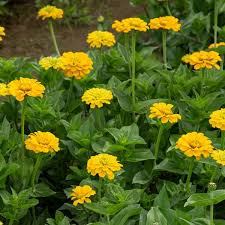 Gelb Blume Pot Blumensamen zur Aussaat – leuchtend – Traditionssorte & ohne Gentechnik Samen Hausgarten
