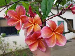 dunkel Orange Plumeria Plumeria spp Blumensamen zur Aussaat tropisch Garten