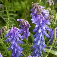 tief Blau Wicke Blumensamen zur Aussaat – Traditionssorte ohne Gentechnik Keimung biologisch Garten Samen SunLoving Blüten