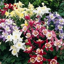 Akelei Pflanze Blumensamen zur Aussaat – sonnenliebend – Traditionssorte & ohne Gentechnik Samen Hausgarten
