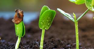 Sprout Blumensamen zur Aussaat – Wildblume Mischung – Traditionssorte & ohne Gentechnik Samen Hausgarten