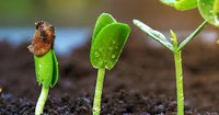 Sprout Blumensamen zur Aussaat – Wildblume Mischung – Traditionssorte & ohne Gentechnik Samen Hausgarten