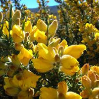 Gorse Ulex Europaeus Blumensamen zur Aussaat – ideal Rabatten – Traditionssorte & ohne Gentechnik Samen Hausgarten