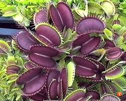 Venus Fly Trap Violett Kräutersamen zur Aussaat – lang Blüte Saison – Traditionssorte & ohne Gentechnik Samen Hausgarten