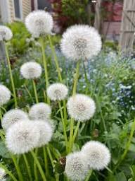 Weiß Dandelion Blumensamen zur Aussaat – farbenfroh Schau – Traditionssorte & ohne Gentechnik Samen Hausgarten