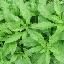 Epazote Dysphania Ambrosioides Samen – Traditionssorte ohne Gentechnik Herb Hausgarten Aussaat