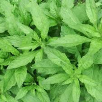 Epazote Dysphania Ambrosioides Samen – Traditionssorte ohne Gentechnik Herb Hausgarten Aussaat