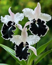 Schwarz Weiß Schmetterlingsorchidee Orchidee Blumensamen zur Aussaat Wildblume Mischung Traditionssorte & ohne Gentechnik Samen Hausgarten