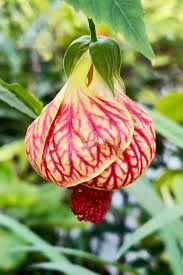 Abutilon Hybridum Blumensamen zur Aussaat – duftend Blüten – Traditionssorte & ohne Gentechnik Samen Hausgarten