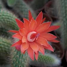 Cleistocactus Colademononis Blumensamen zur Aussaat – Drought verträglich – Traditionssorte & ohne Gentechnik Samen Hausgarten