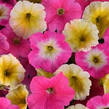 Rosa & Gelb Petunie Blumensamen zur Aussaat leuchtend Blüten Traditionssorte & ohne Gentechnik Samen Hausgarten