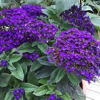Heliotrope Blumensamen zur Aussaat – Garten beliebt – Traditionssorte & ohne Gentechnik Samen Hausgarten
