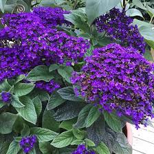 Heliotrope Blumensamen zur Aussaat – Garten beliebt – Traditionssorte & ohne Gentechnik Samen Hausgarten
